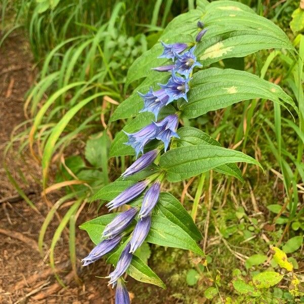 Gentiana asclepiadea Kukka