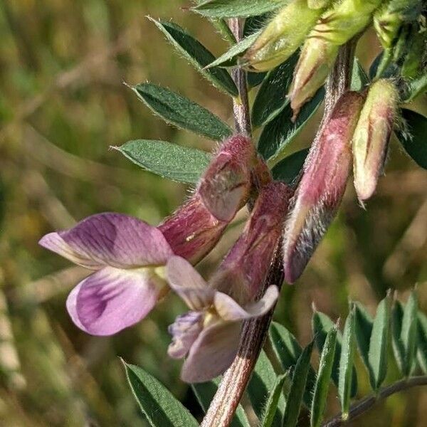 Vicia pannonica 花