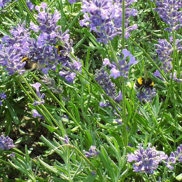 Lavandula angustifolia Žiedas