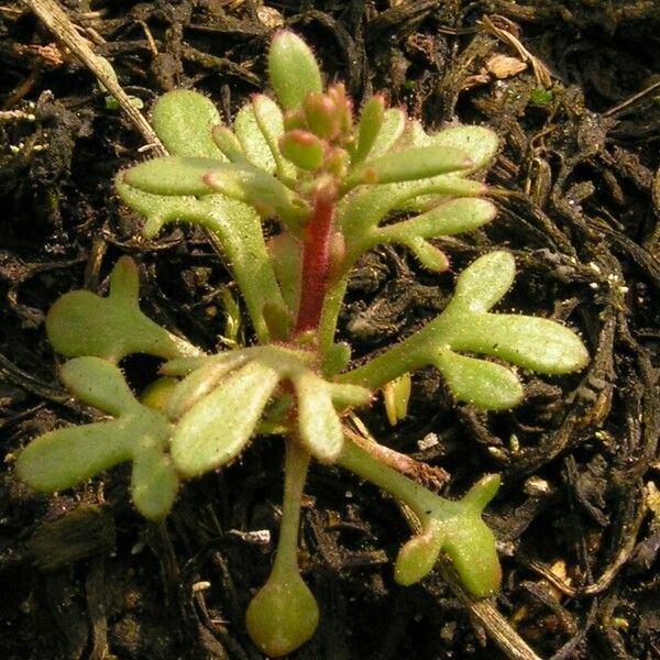 Saxifraga tridactylites ᱥᱟᱠᱟᱢ