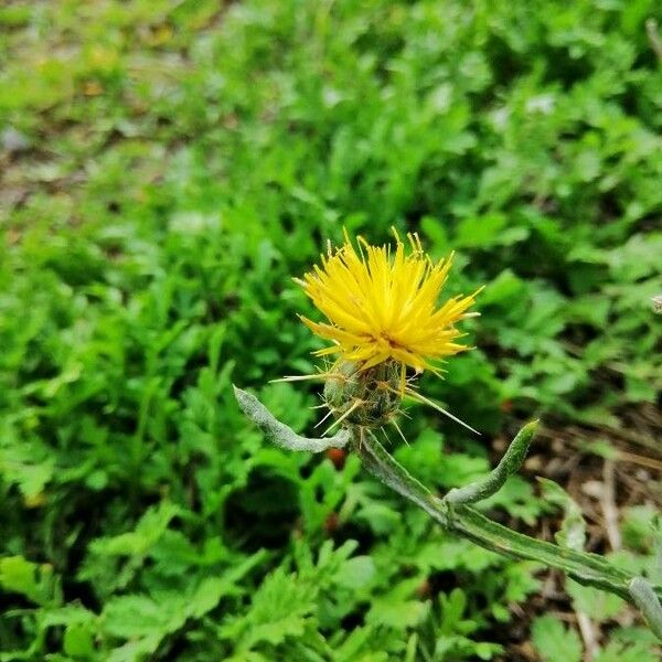 Centaurea solstitialis Цвят