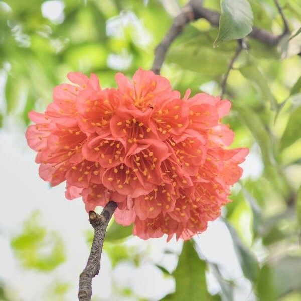 Brownea ariza Flower