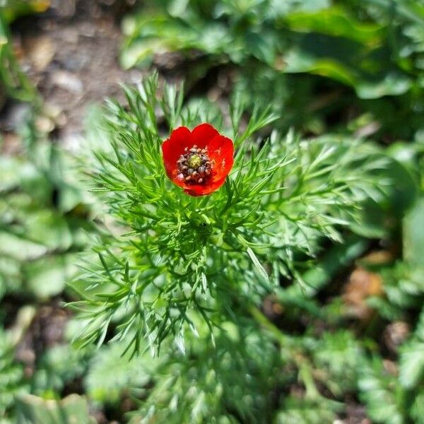 Adonis annua Flower