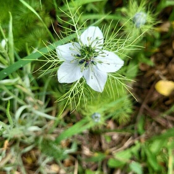 Nigella arvensis 花