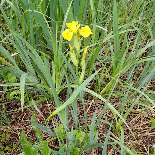 Iris pseudacorus ശീലം