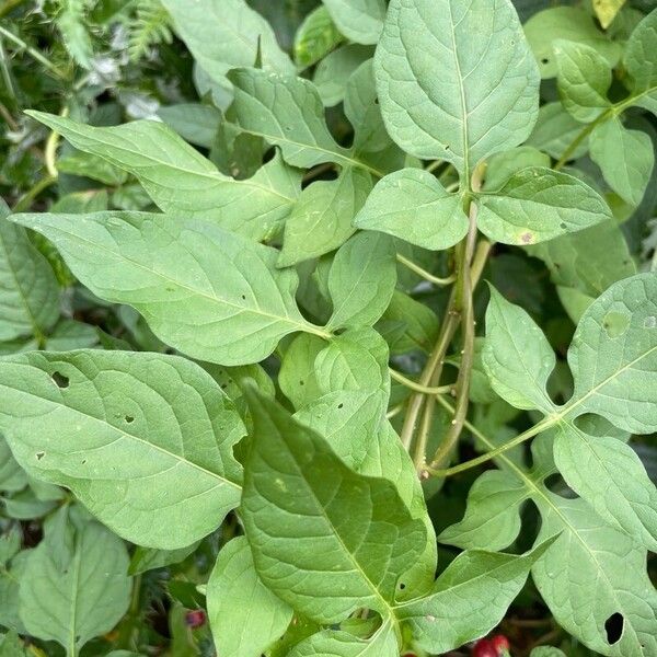 Solanum dulcamara Leaf