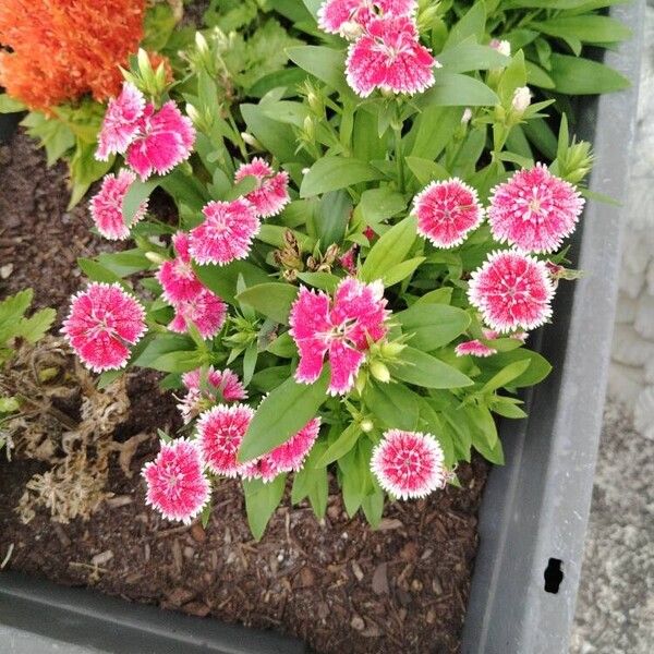 Dianthus chinensis Kukka