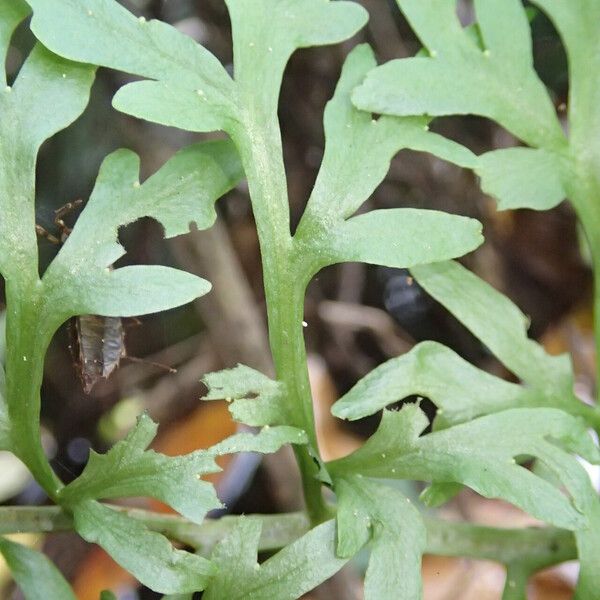 Ceratopteris cornuta Leaf