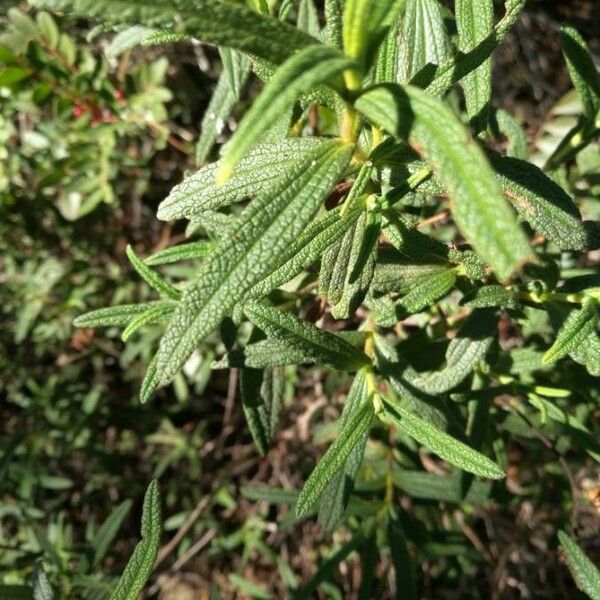 Cistus monspeliensis Leaf