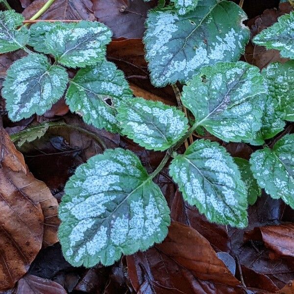 Lamium galeobdolon 叶