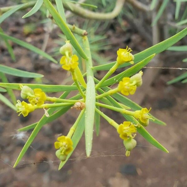 Euphorbia lamarckii 花