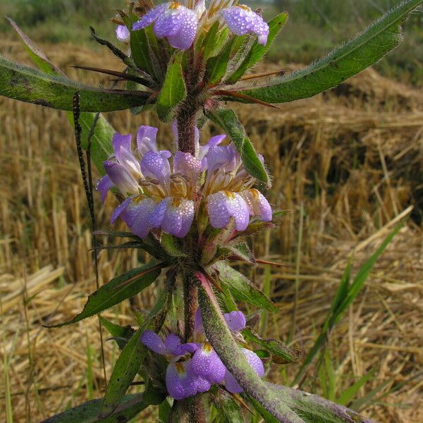 Hygrophila auriculata फूल