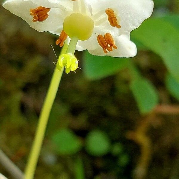 Moneses uniflora Flower