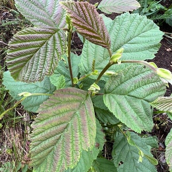 Alnus incana Листок