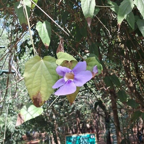 Thunbergia grandiflora Blomst
