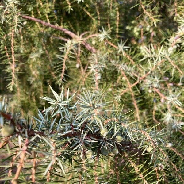 Juniperus communis Folha