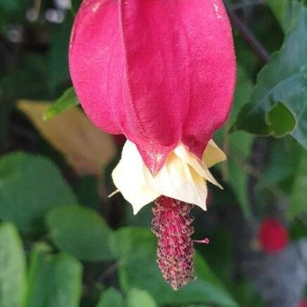 Abutilon megapotamicum Virág