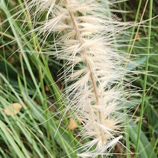 Cenchrus setaceus Frucht