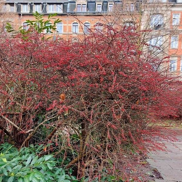 Berberis thunbergii Hábito