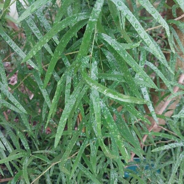 Asparagus falcatus Blad