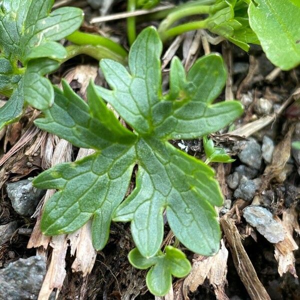 Ranunculus pseudomontanus 葉