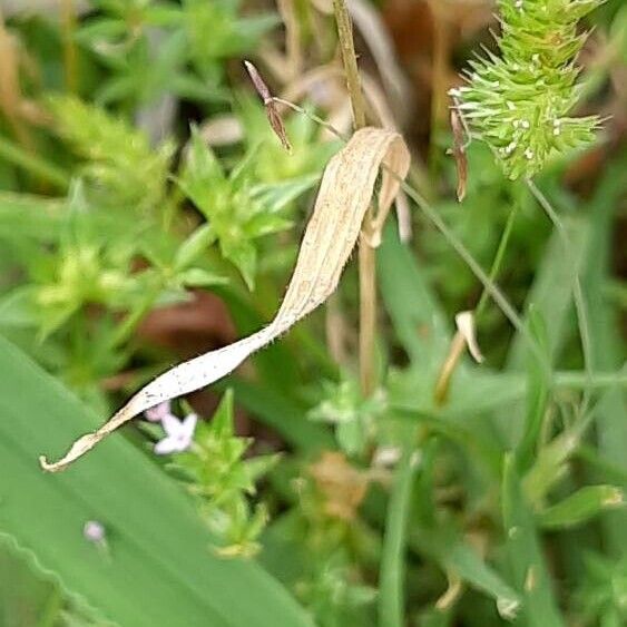 Rostraria cristata Yaprak