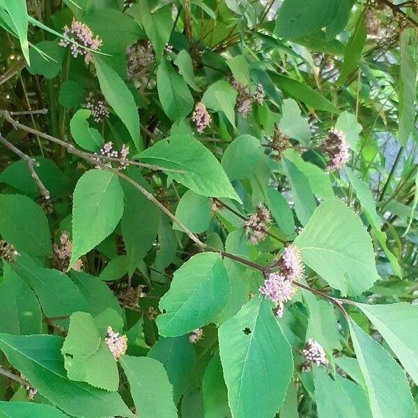 Callicarpa americana 形態