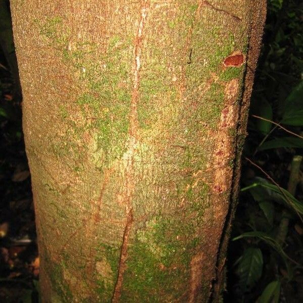 Couepia bracteosa Schors