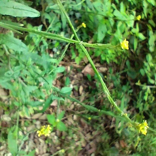 Sisymbrium officinale Cvet