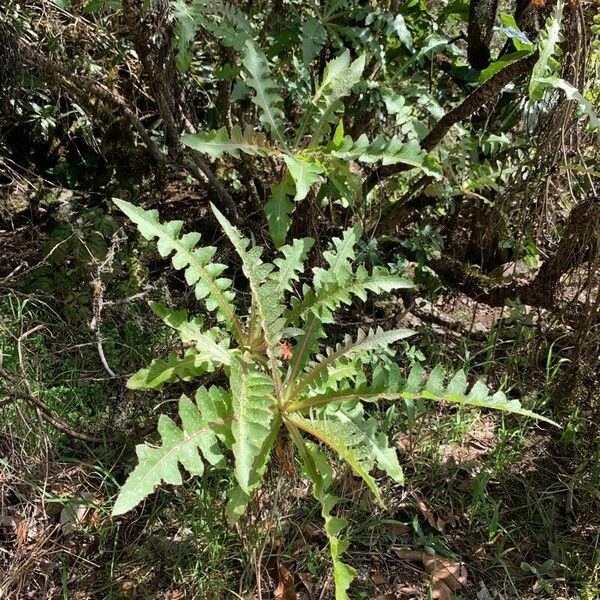 Sonchus hierrensis Blad