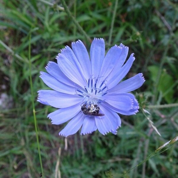 Cichorium intybus Květ