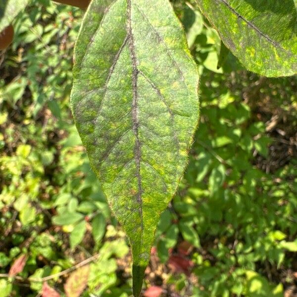 Lonicera maackii Leaf