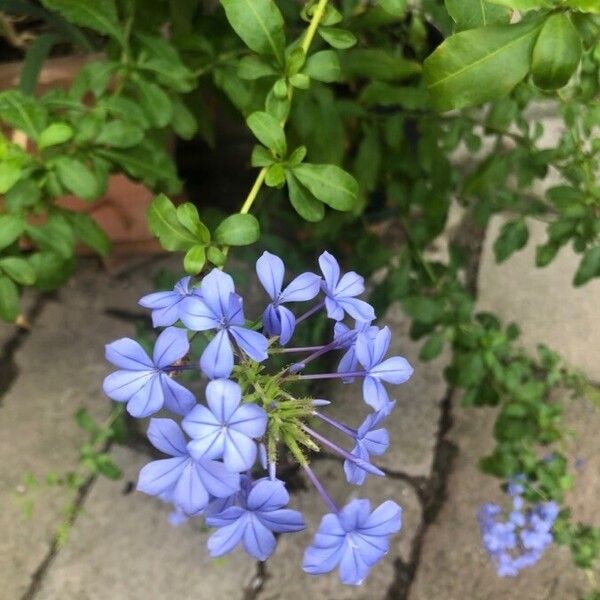 Plumbago auriculata Flower