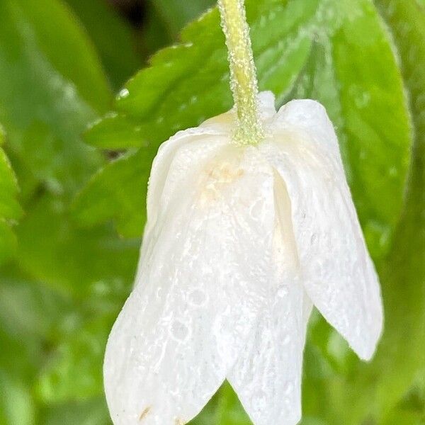 Anemonoides quinquefolia Flower