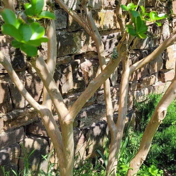 Lagerstroemia indica Habit