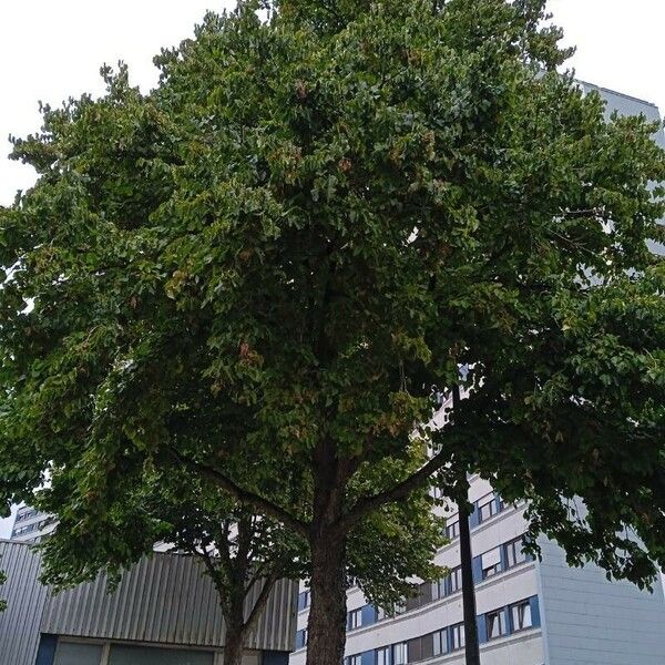 Corylus colurna 叶