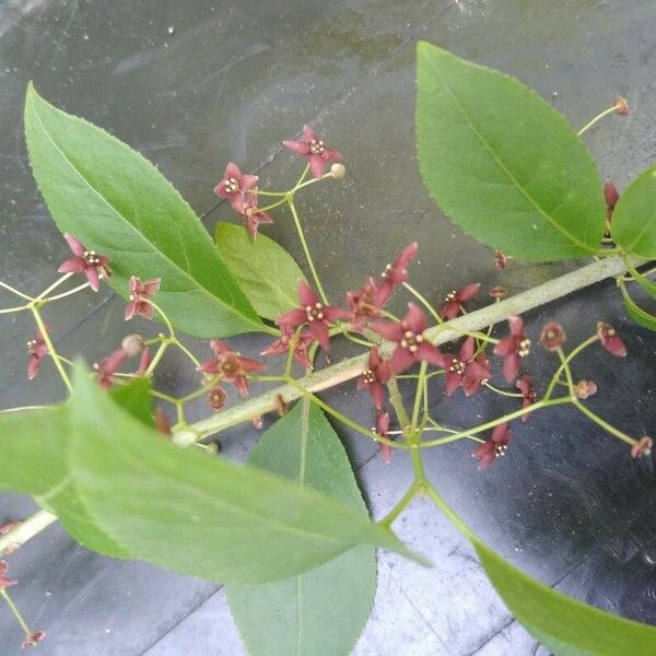 Euonymus atropurpureus 花