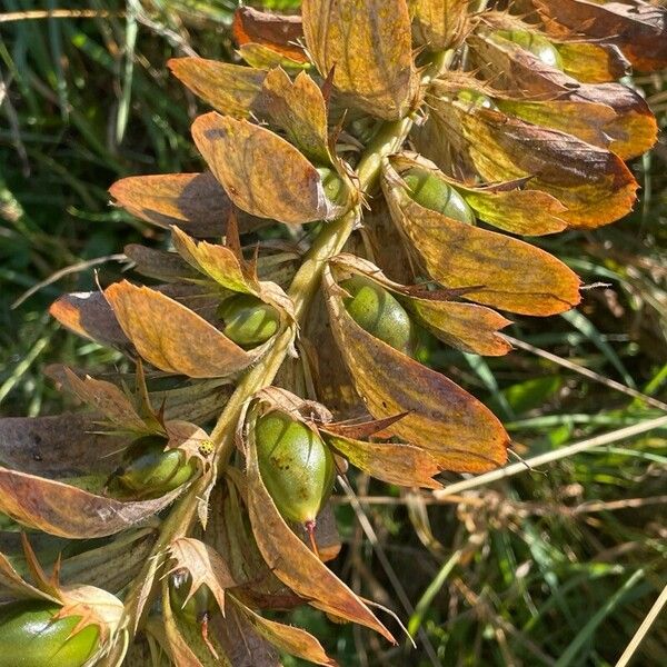 Acanthus spinosus Fruit