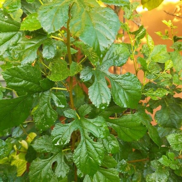 Morus rubra Leaf