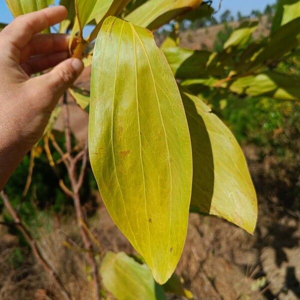 Acacia mangium Лист