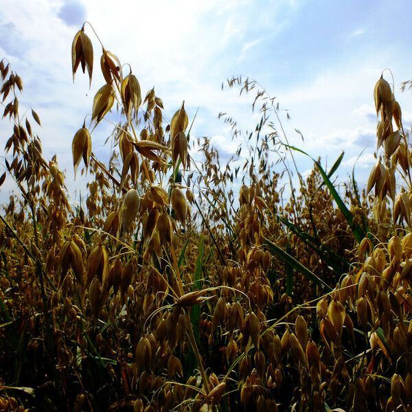 Avena sativa Fruit