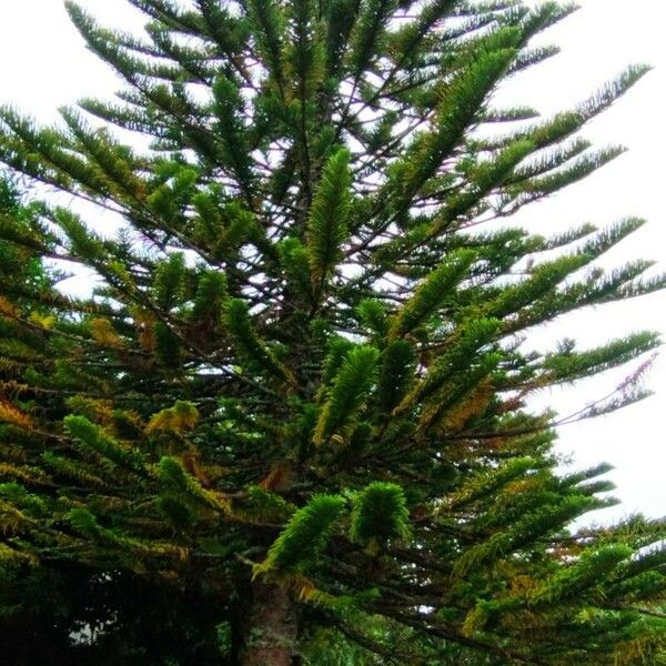 Araucaria nemorosa ᱥᱟᱠᱟᱢ