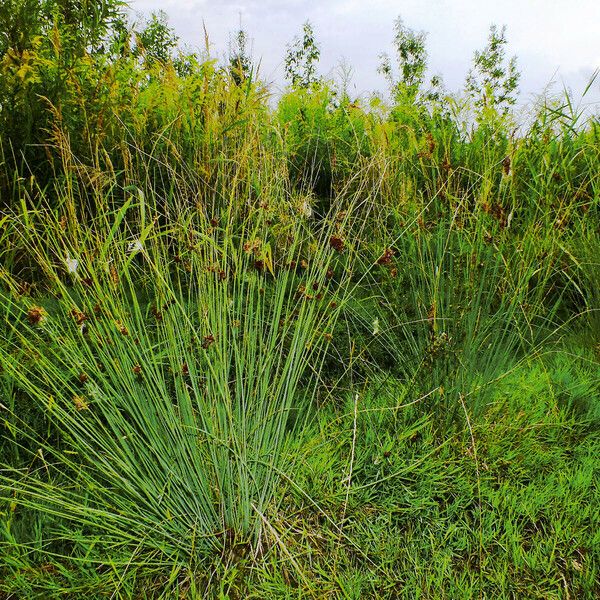 Juncus effusus Habitat