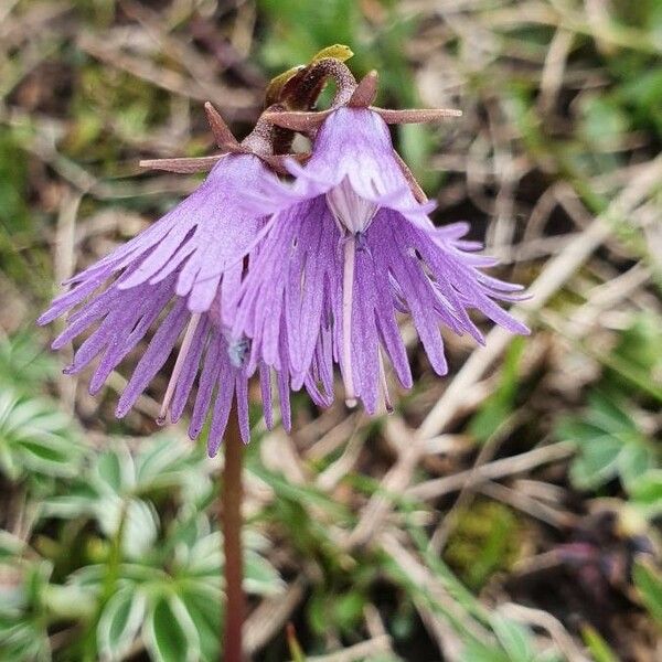 Soldanella alpina Blüte