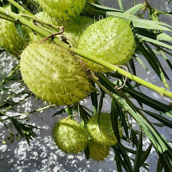 Gomphocarpus physocarpus Frucht