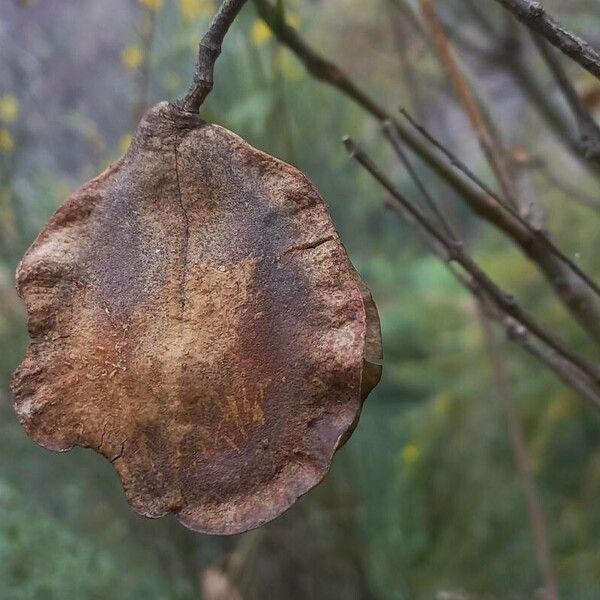 Jacaranda mimosifolia 葉