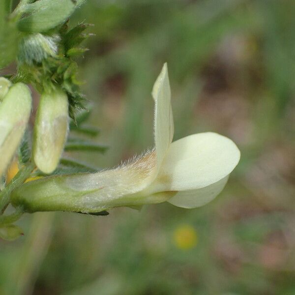 Vicia hybrida Flower