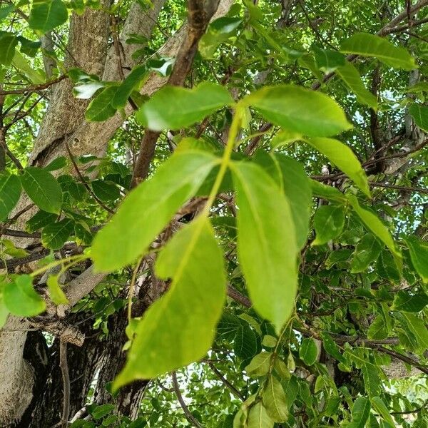 Juglans regia Leaf