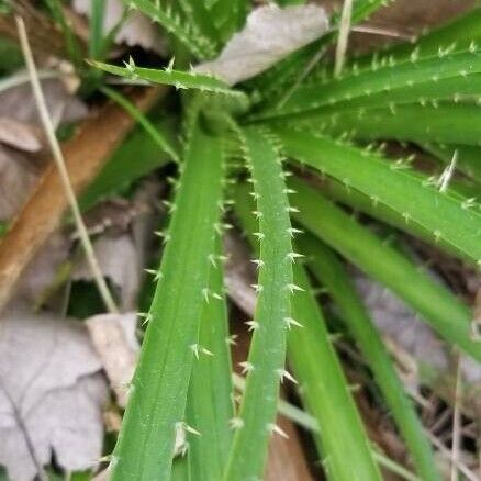 Eryngium paniculatum Folha