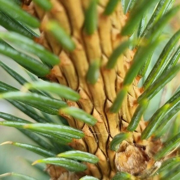 Picea sitchensis 树皮